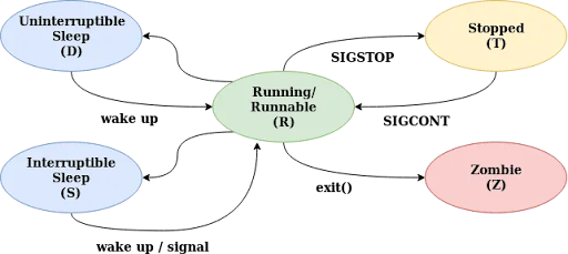 僵尸进程(Zombie Process) – 常量笔记